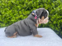 Honey(blue Tri)🎀❤️🧸, a female English Bulldog for sale in Denver, CO – Photo 9 of 9