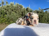 Tommy (blue Tri merle )  🦊🐝, a male English Bulldog for sale in Denver, CO – 8 of 10