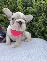 Bulbasaur, a female French Bulldog for sale in Denver, CO – 2 of 5
