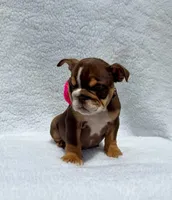 Sally 🌸🌺🌈❤️, a female English Bulldog for sale in Denver, CO – Photo 10 of 10