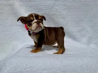 Sally 🌸🌺🌈❤️, a female English Bulldog for sale in Denver, CO – Photo 3 of 10