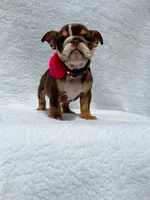 Sally 🌸🌺🌈❤️, a female English Bulldog for sale in Denver, CO – Photo 5 of 10