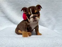 Sally 🌸🌺🌈❤️, a female English Bulldog for sale in Denver, CO – Photo 2 of 10