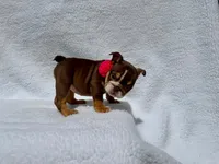 Sally 🌸🌺🌈❤️, a female English Bulldog for sale in Denver, CO – Photo 8 of 10