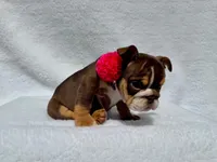 Sally 🌸🌺🌈❤️, a female English Bulldog for sale in Denver, CO – Photo 9 of 10