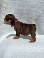 Sally 🌸🌺🌈❤️, a female English Bulldog for sale in Denver, CO – Photo 7 of 10