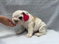 Polly🎀🦋, a female English Bulldog for sale in Denver, CO – Photo 5 of 10