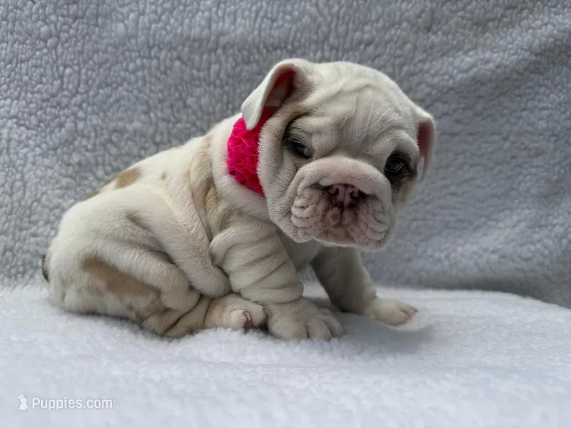 Polly🎀🦋 – English Bulldog puppy for sale in Denver, CO