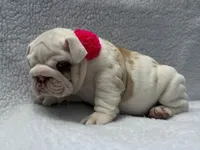 Polly🎀🦋, a female English Bulldog for sale in Denver, CO – Photo 8 of 10