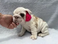 Polly🎀🦋, a female English Bulldog for sale in Denver, CO – Photo 4 of 10