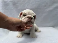 Polly🎀🦋, a female English Bulldog for sale in Denver, CO – Photo 7 of 10