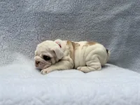 Polly🎀🦋, a female English Bulldog for sale in Denver, CO – Photo 6 of 10