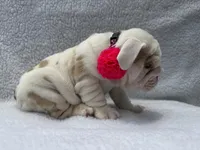 Polly🎀🦋, a female English Bulldog for sale in Denver, CO – Photo 9 of 10