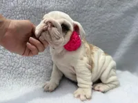 Polly🎀🦋, a female English Bulldog for sale in Denver, CO – Photo 3 of 10