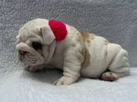 Polly🎀🦋, a female English Bulldog for sale in Denver, CO – Photo 10 of 10