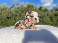Tommy (blue Tri merle )  🦊🐝, a male English Bulldog for sale in Denver, CO – 3 of 10