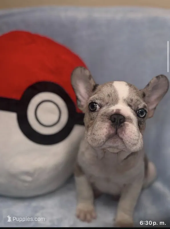 Bulbasaur – French Bulldog puppy for sale in Denver, CO