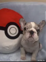 Bulbasaur, a female French Bulldog for sale in Denver, CO – 1 of 5