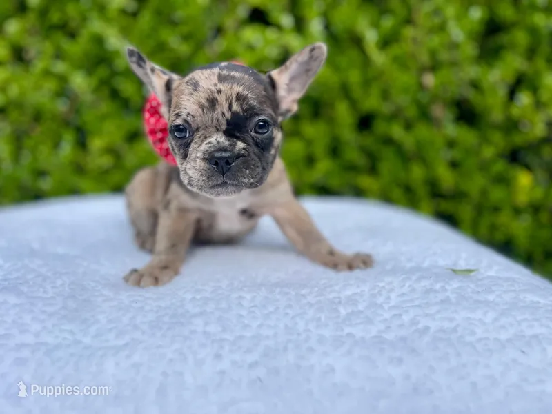 Fiona ❤️🐝🐥 – French Bulldog puppy for sale in Denver, CO