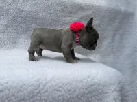 Moon 🌙 , a female French Bulldog for sale in Denver, CO – Photo 6 of 10