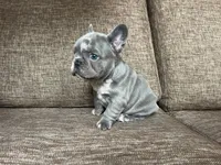 Moon 🌙 , a female French Bulldog for sale in Denver, CO – Photo 2 of 10