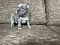 Moon 🌙 , a female French Bulldog for sale in Denver, CO – Photo 9 of 10