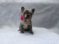 Moon 🌙 , a female French Bulldog for sale in Denver, CO – Photo 5 of 10