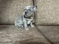Moon 🌙 , a female French Bulldog for sale in Denver, CO – Photo 10 of 10