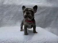Moon 🌙 , a female French Bulldog for sale in Denver, CO – Photo 8 of 10