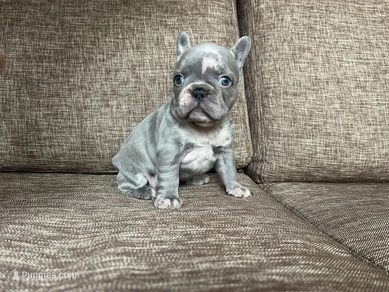 Moon 🌙  – French Bulldog puppy for sale in Denver, CO