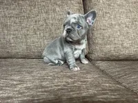 Moon 🌙 , a female French Bulldog for sale in Denver, CO – Photo 4 of 10