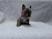 Moon 🌙 , a female French Bulldog for sale in Denver, CO – Photo 3 of 10