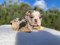 Tommy (blue Tri merle )  🦊🐝, a male English Bulldog for sale in Denver, CO – 6 of 10