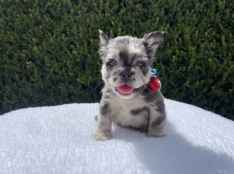 Rockruff✨🔥❤️ – French Bulldog puppy for sale in Denver, CO