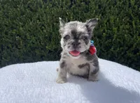 Rockruff✨🔥❤️, a male French Bulldog for sale in Denver, CO – 1 of 7