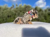 Tommy (blue Tri merle )  🦊🐝, a male English Bulldog for sale in Denver, CO – 5 of 10