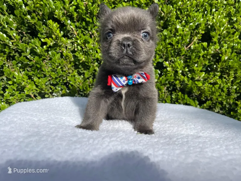 Teddy 🐻❤️💙💜 – French Bulldog puppy for sale in Denver, CO