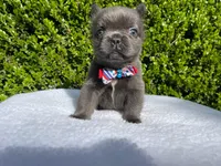 Teddy 🐻❤️💙💜, a male French Bulldog for sale in Denver, CO – 1 of 10