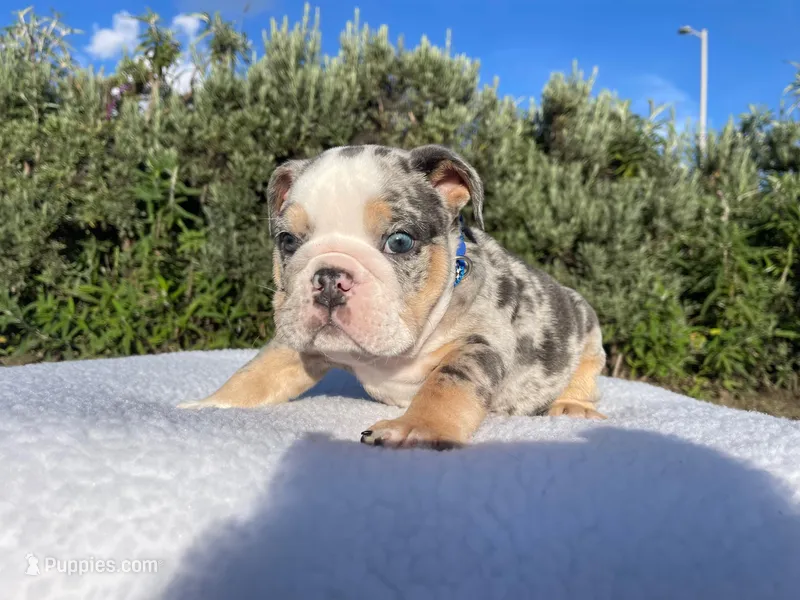 Tommy (blue Tri merle )  🦊🐝 – English Bulldog puppy for sale in Denver, CO