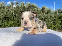 Tommy (blue Tri merle )  🦊🐝, a male English Bulldog for sale in Denver, CO – 1 of 10