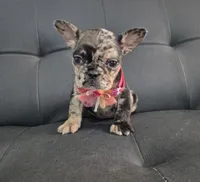 Eevee, a female French Bulldog for sale in Denver, CO – 4 of 7