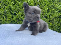 Teddy 🐻❤️💙💜, a male French Bulldog for sale in Denver, CO – 6 of 10
