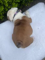 Sophia (fawn merle ) 🎀🍬🍭, a female English Bulldog for sale in Denver, CO – Photo 9 of 9