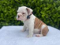 Sophia (fawn merle ) 🎀🍬🍭, a female English Bulldog for sale in Denver, CO – Photo 3 of 9