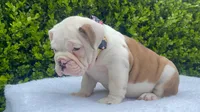 Sophia (fawn merle ) 🎀🍬🍭, a female English Bulldog for sale in Denver, CO – Photo 6 of 9