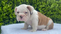 Sophia (fawn merle ) 🎀🍬🍭, a female English Bulldog for sale in Denver, CO – Photo 1 of 9