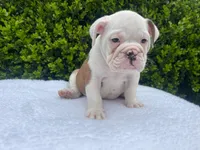 Sophia (fawn merle ) 🎀🍬🍭, a female English Bulldog for sale in Denver, CO – Photo 4 of 9