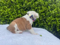 Sophia (fawn merle ) 🎀🍬🍭, a female English Bulldog for sale in Denver, CO – Photo 8 of 9