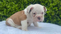 Sophia (fawn merle ) 🎀🍬🍭, a female English Bulldog for sale in Denver, CO – Photo 5 of 9