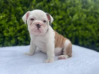 Sophia (fawn merle ) 🎀🍬🍭, a female English Bulldog for sale in Denver, CO – Photo 2 of 9